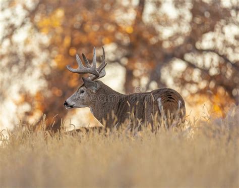 White Tailed Deer Antlers Side Stock Photos - Free & Royalty-Free Stock ...