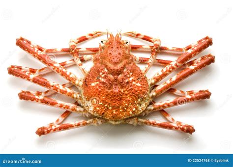 Giant Mud Crab Stock Photography | CartoonDealer.com #98656400