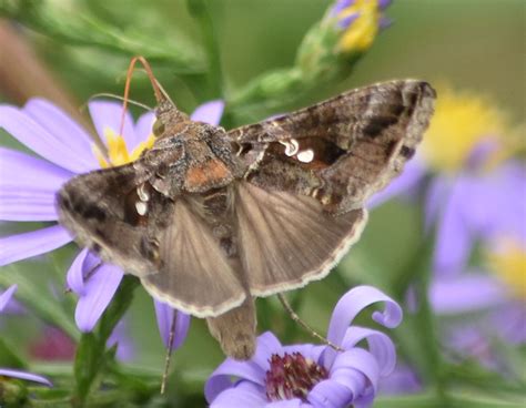 Pennsylvania | Butterflies and Moths of North America