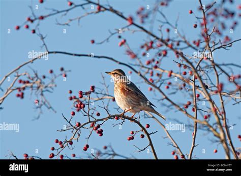 Redwing, Turdus iliacus, perched in hawthorn hedge, berries, Norfolk, Winter Stock Photo - Alamy