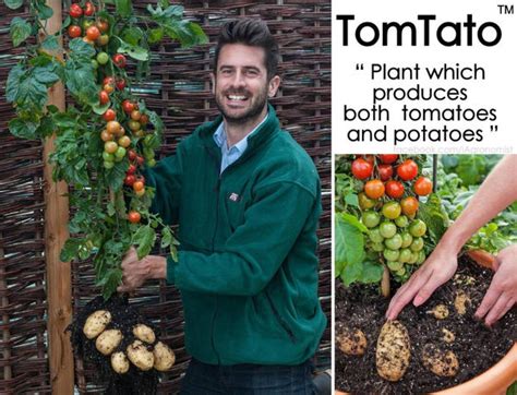 TomTato - Plant That Grows Tomato and Potato Together - XciteFun.net