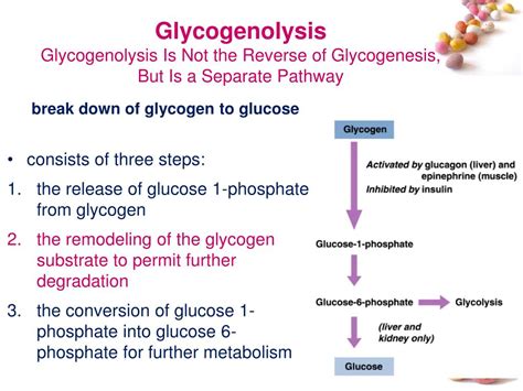 PPT - Glycogen Metabolism PowerPoint Presentation, free download - ID ...