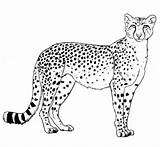 Cheetah Coloring Pages Free Printable PDF sketch template