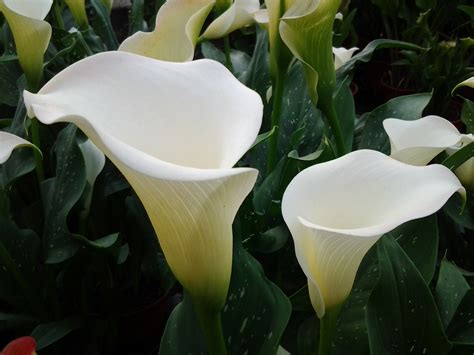 Zantedeschia White Flirt - Brighter Blooms