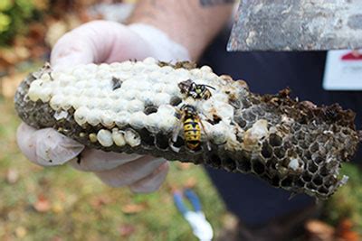 Get Rid of Yellow Jackets | Control & Nest Removal | Batzner Pest Control