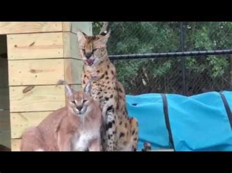 Serval and Caracal together. - YouTube