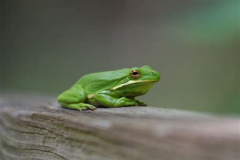 American Green Tree Frog Facts and Pictures