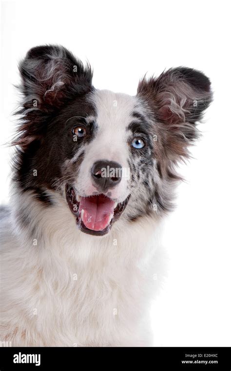 border collie sheepdog Stock Photo - Alamy