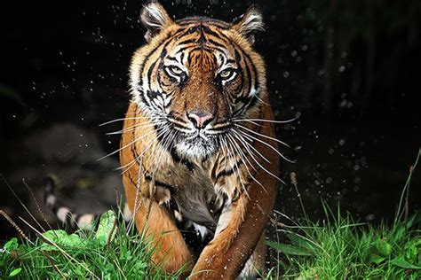 You Don't Think Your Way Out of a Tiger Attack - www.caltech.edu