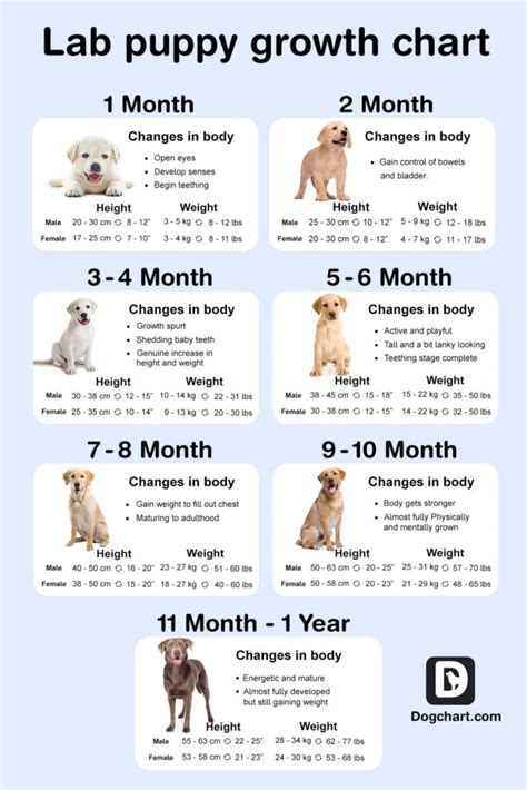 Labrador Puppy Growth Chart - Monthly Growth