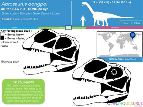 Abrosaurus dongpoi skull skeletal by Qianzhousaurus on DeviantArt