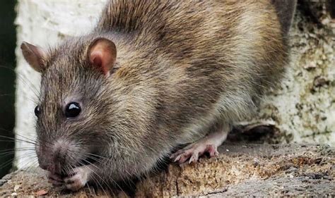 Britain is being overrun by armies of 'super rats' - these are some hotspots | UK | News ...