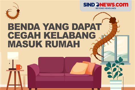 SINDOgrafis: Lima Benda yang Dapat Mencegah Kelabang Masuk Rumah