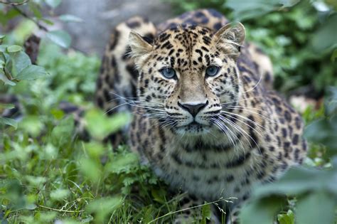 World Wildlife Day 2017 – These are the 18 most endangered species ...