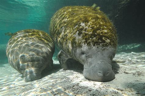 Manatee | San Diego Zoo Animals & Plants