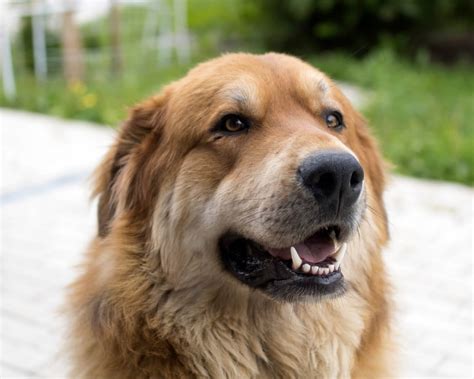 Бурят-монгольский волкодав (Buryat Mongolian Wolfhound) - это спокойная ...