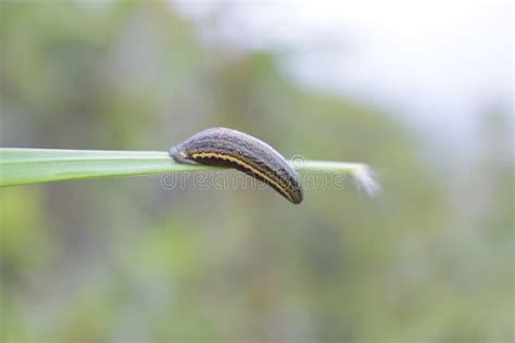 A leech about to find host stock photo. Image of forests - 167676464