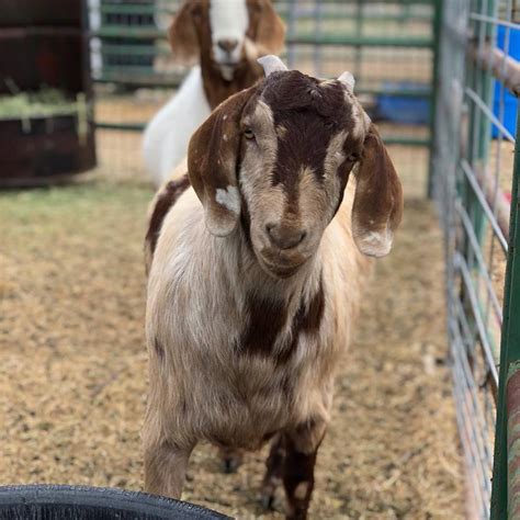 Boer Goats: Beyond the Meat - Goat Journal