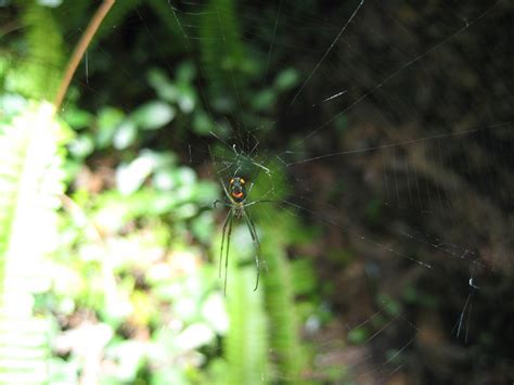 A smiling Spider | Anyone know what kind of spider this is? … | Flickr