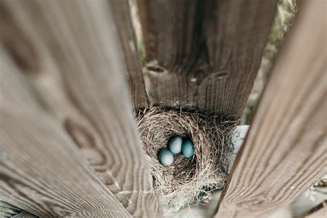 White Bird Close-up Photography · Free Stock Photo