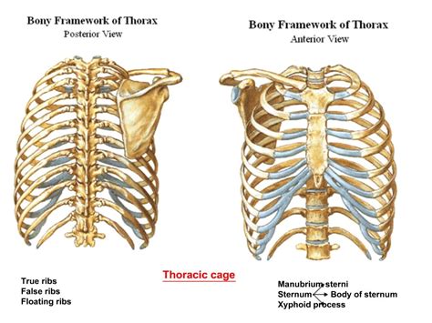 PPT - True ribs False ribs Floating ribs PowerPoint Presentation, free download - ID:848260