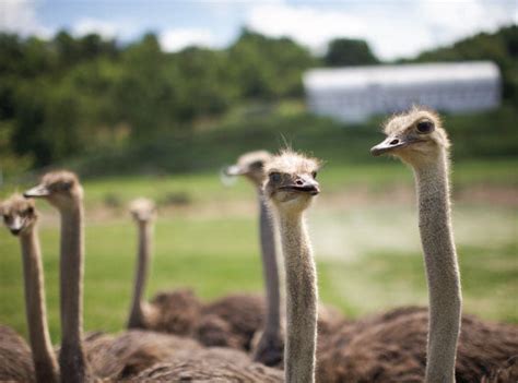 Read up on Ostrich with Fossil Farms