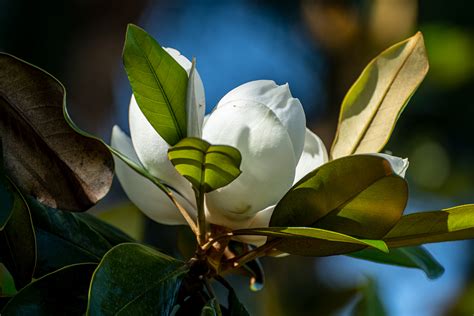 Magnolia Blossom – PhotoPXL