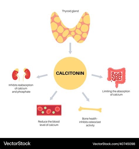 Calcitonin thyroid hormone Royalty Free Vector Image