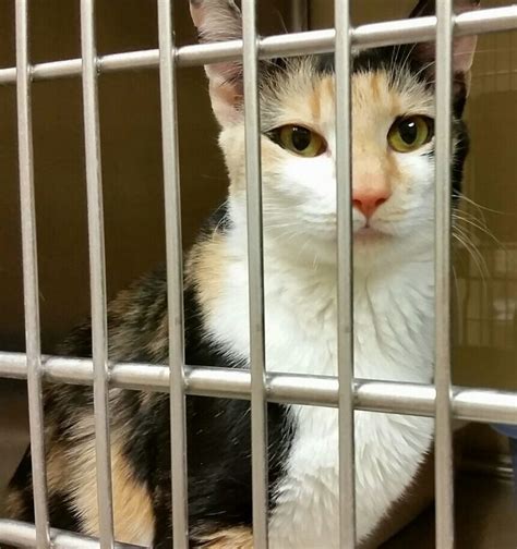 Victoria is at the Cambridge PetSmart. | Cat adoption, Cats, Animals