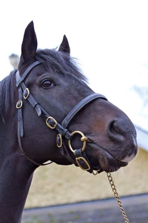 31 best images about Coolmore stud on Pinterest