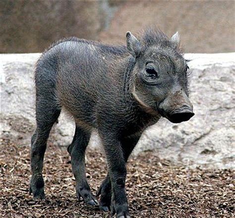 baby-warthog | Baby Animal Zoo