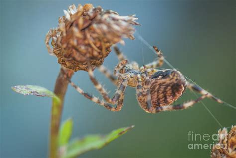 Evolution of color Photograph by Lyudmila Prokopenko