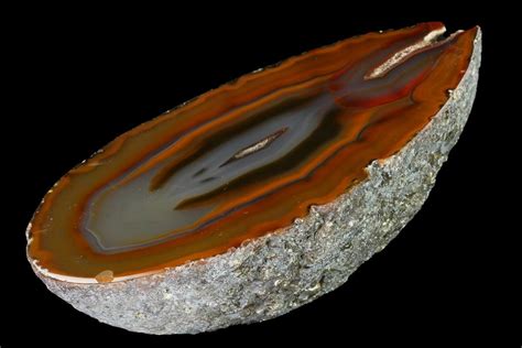 4.9" Cut & Polished Brazilian Agate (#146279) For Sale - FossilEra.com