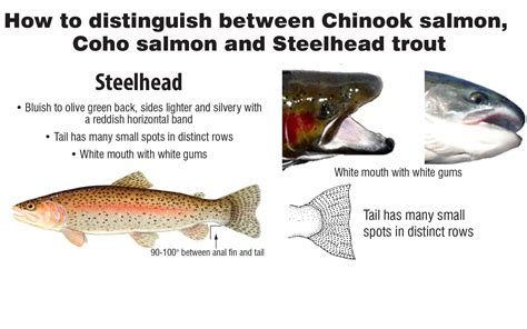 How to distinguish between Chinook salmon, Coho salmon and Steelhead trout - Duluth News Tribune ...