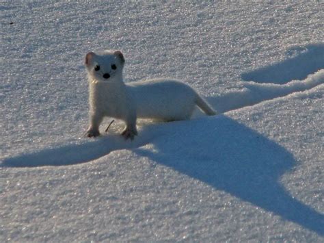 Least Weasel | Mustela nivalis Nature Animals, Animals And Pets, Cute ...