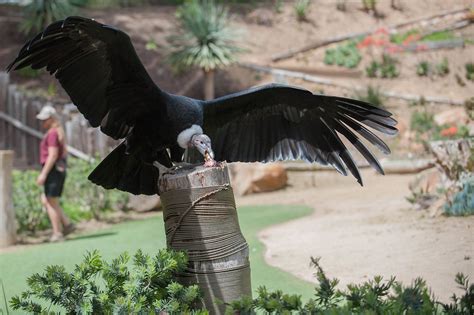 Andean Condor Wingspan. | Photos cannot be used or taken wit… | Flickr