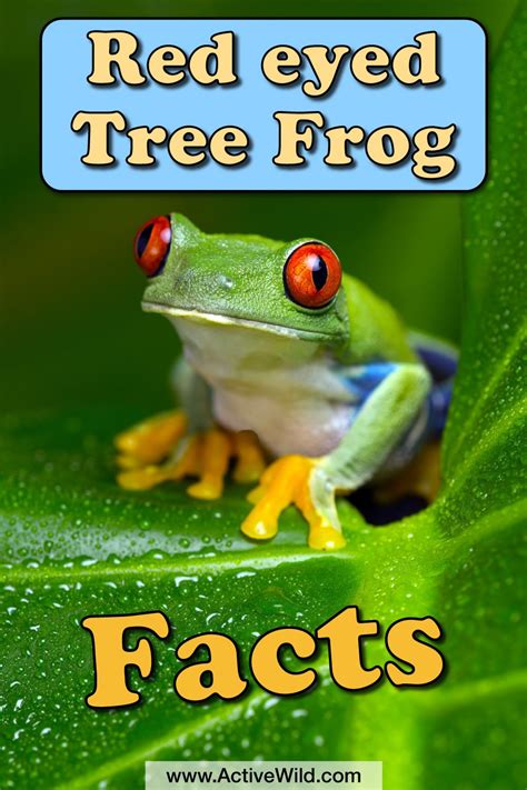 Rainforest Animals Facts For School