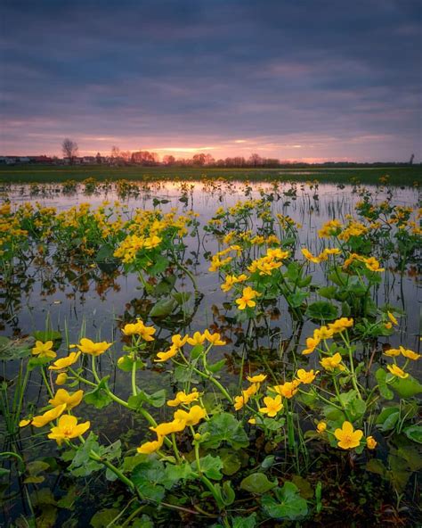 Poland Photography — Biebrza River, Poland by Maciej Warchoł