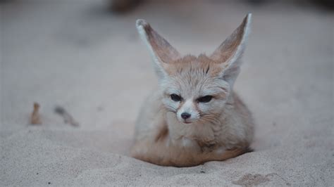 Fennec Foxes – On Wildlife