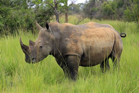 Ziwa Rhino Sanctuary Travel Guide - Horizon Guides