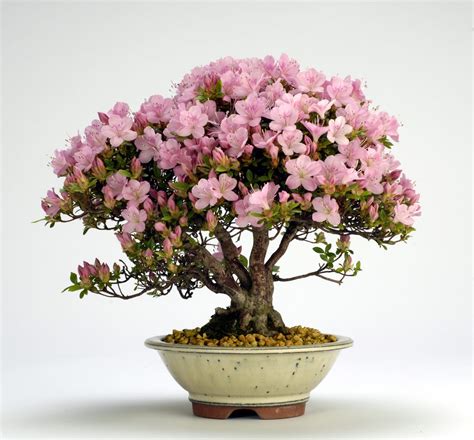 Azalea Bonsai Tree