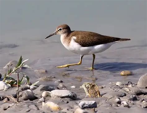 SANDPIPER LIFE EXPECTANCY