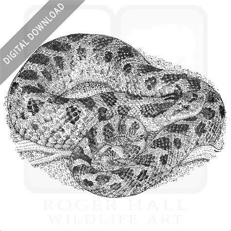 Stock Art Drawing of a Southern Hognose Snake