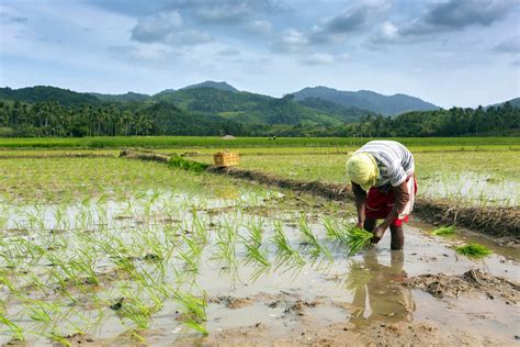 Rice imports hurts Filipino farmers, undermines food security - LiCAS.news | Light for the Voiceless