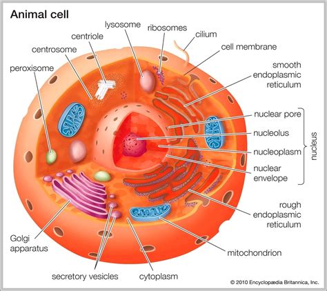 Pictures Of An Animal Cell With Labels Image | Anatomy System - Human Body Anatomy diagram and ...