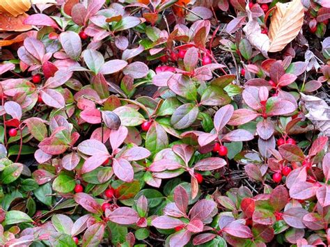 Gaultheria procumbens (American Wintergreen, Boxberry, Checkerberry ...