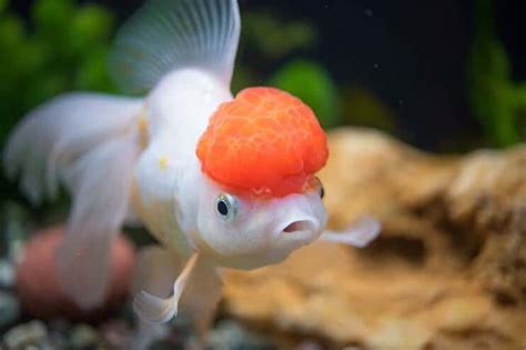 Oranda Goldfish Care Guide & Species Profile | Fishkeeping World