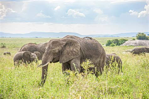 Herd of Elephants on Grassland · Free Stock Photo