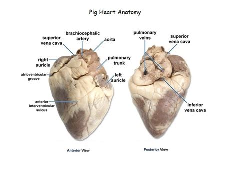 Pig heart dissection labeled | scienceforyou