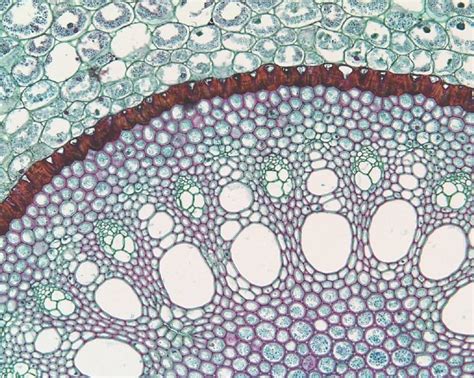 Xylem and phloem (via gis) Patterns In Nature, Textures Patterns, Gold Coast Airport, Plant Cell ...